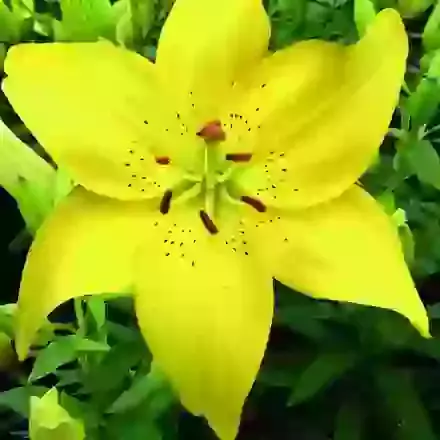 Asiatic Lilies for Pots